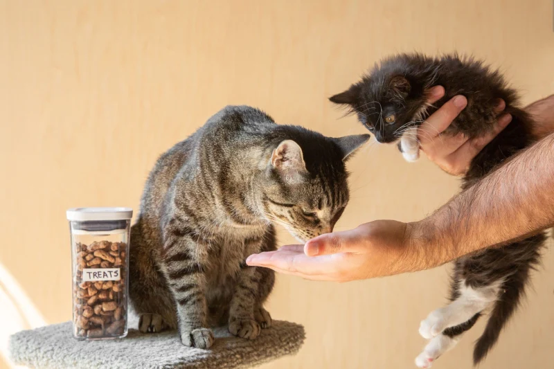 تفاوت غذای خشک بچه گربه با گربه بالغ